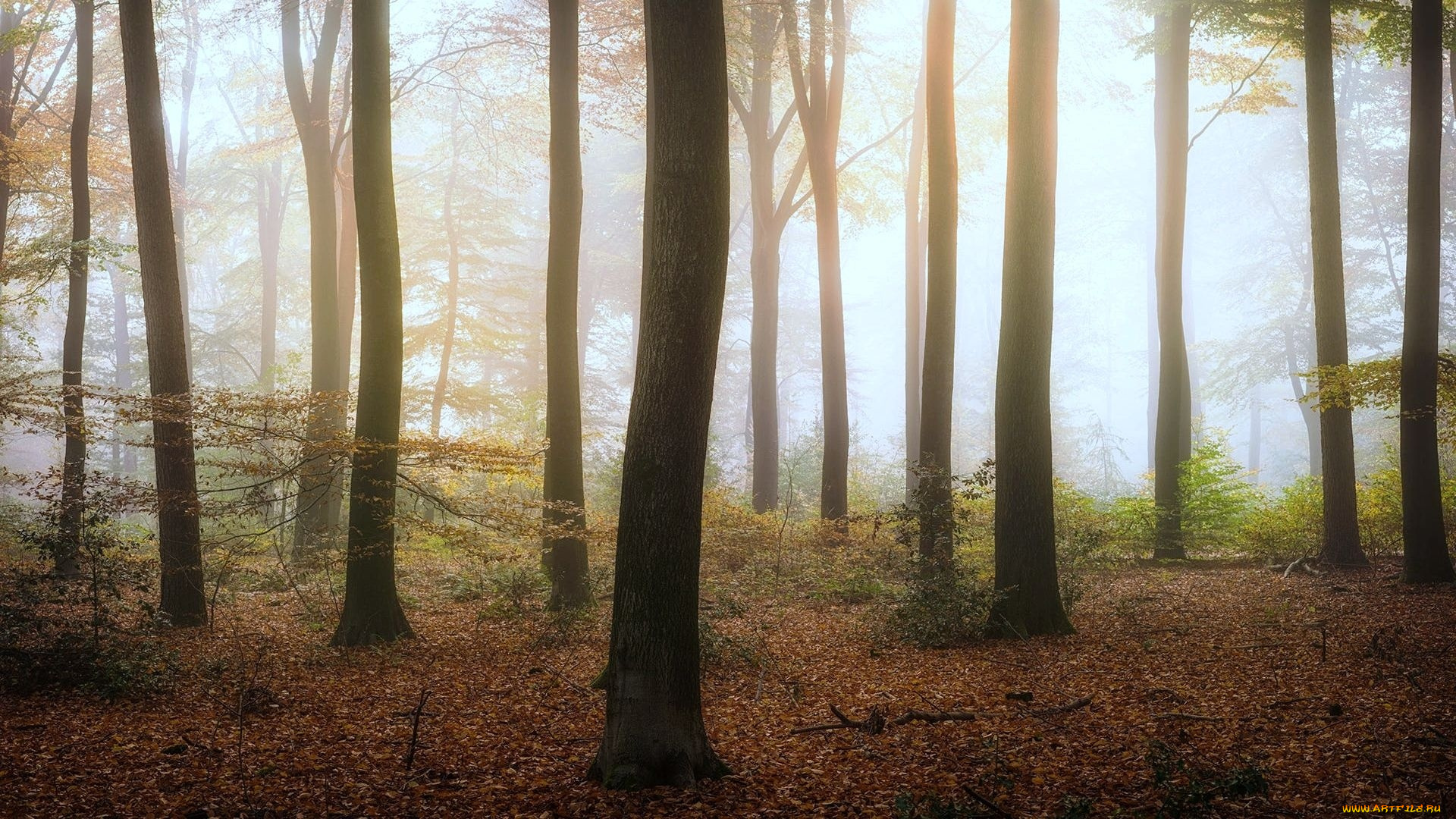 природа, лес, туман