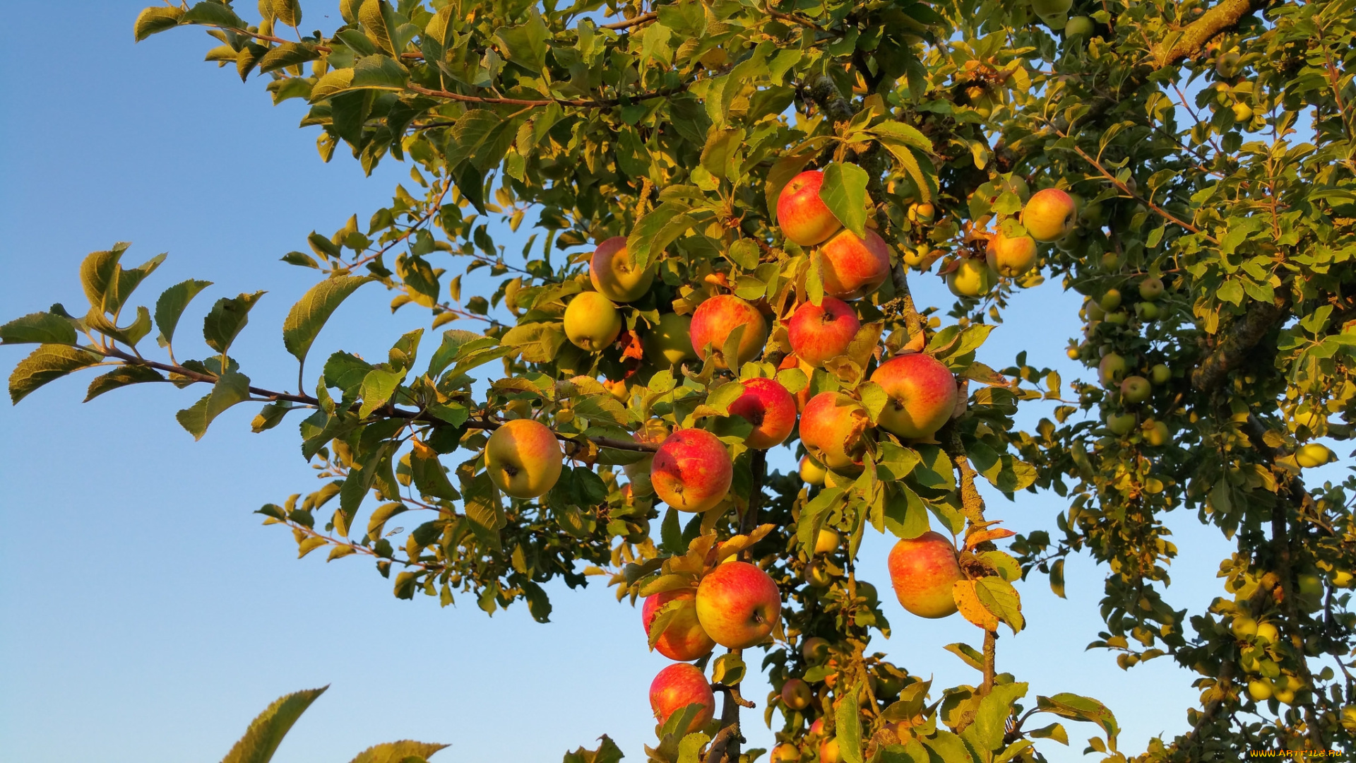 природа, плоды, простор