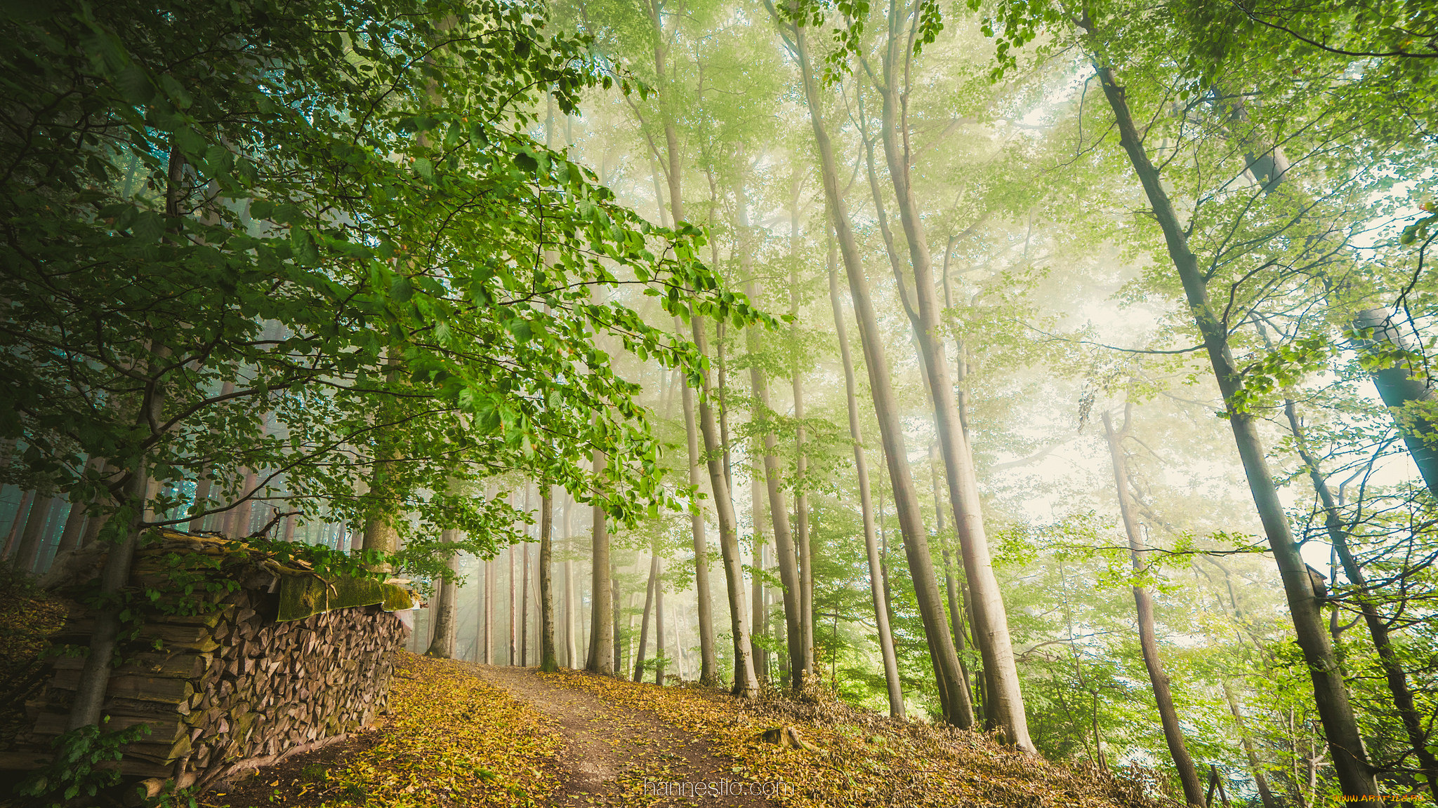 природа, лес, простор