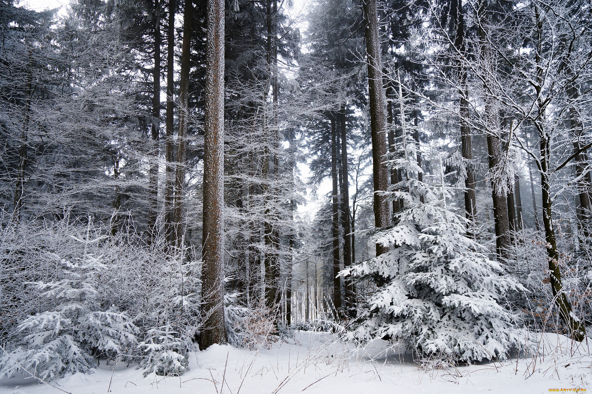 природа, зима, простор