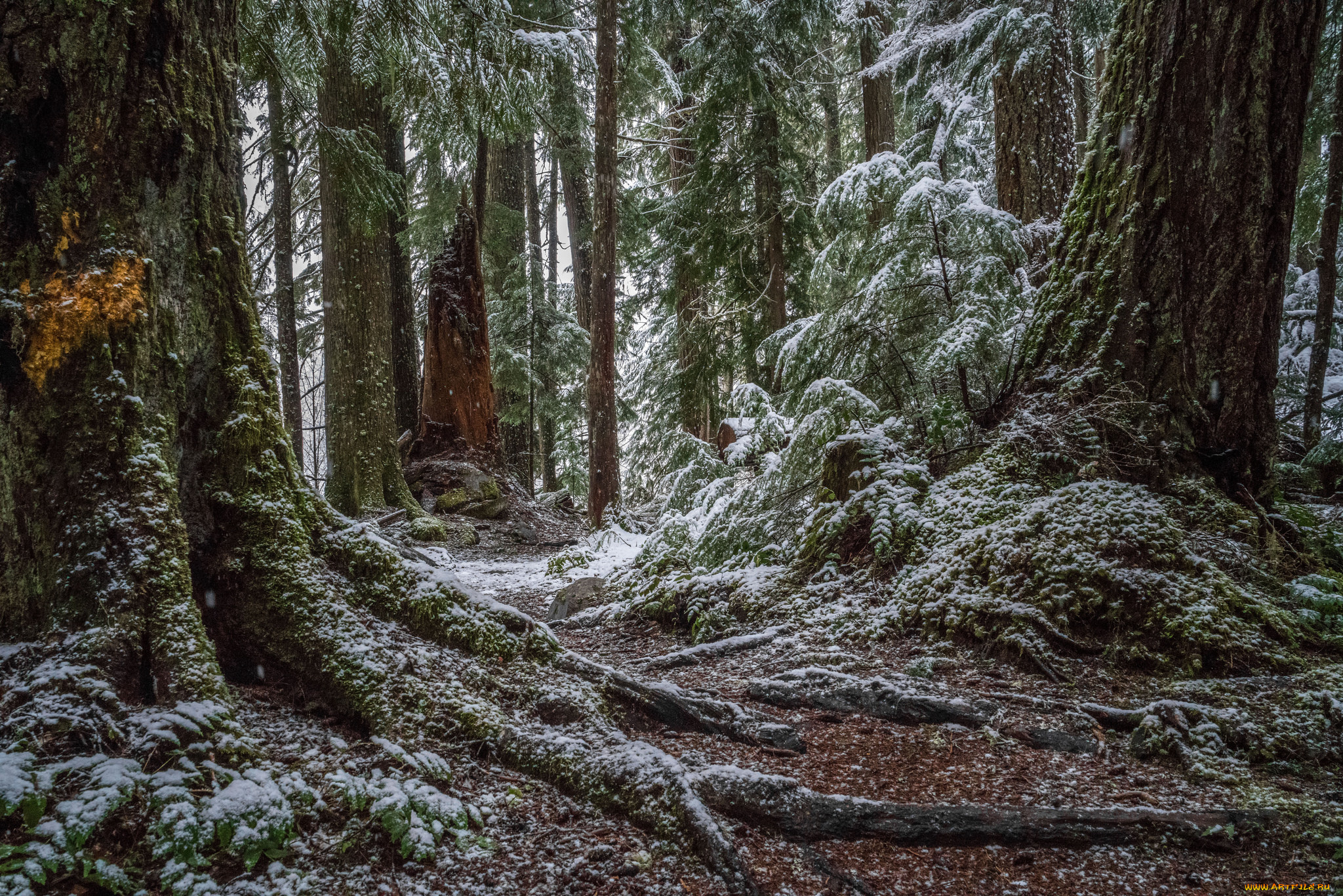 природа, лес, простор