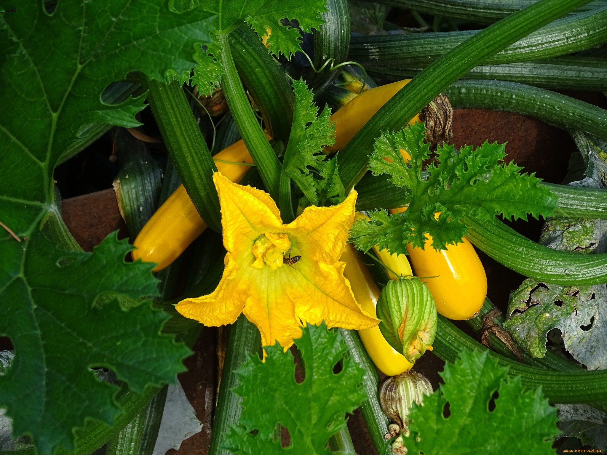 природа, плоды, простор