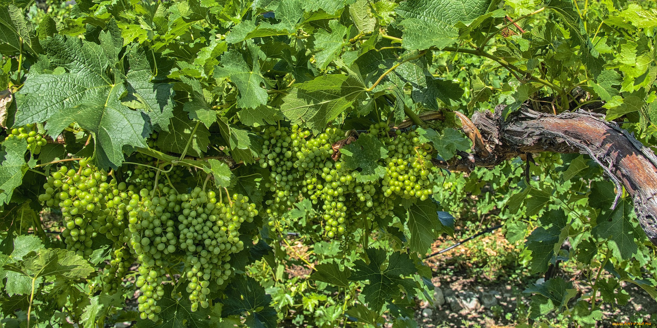 природа, Ягоды, , виноград, простор