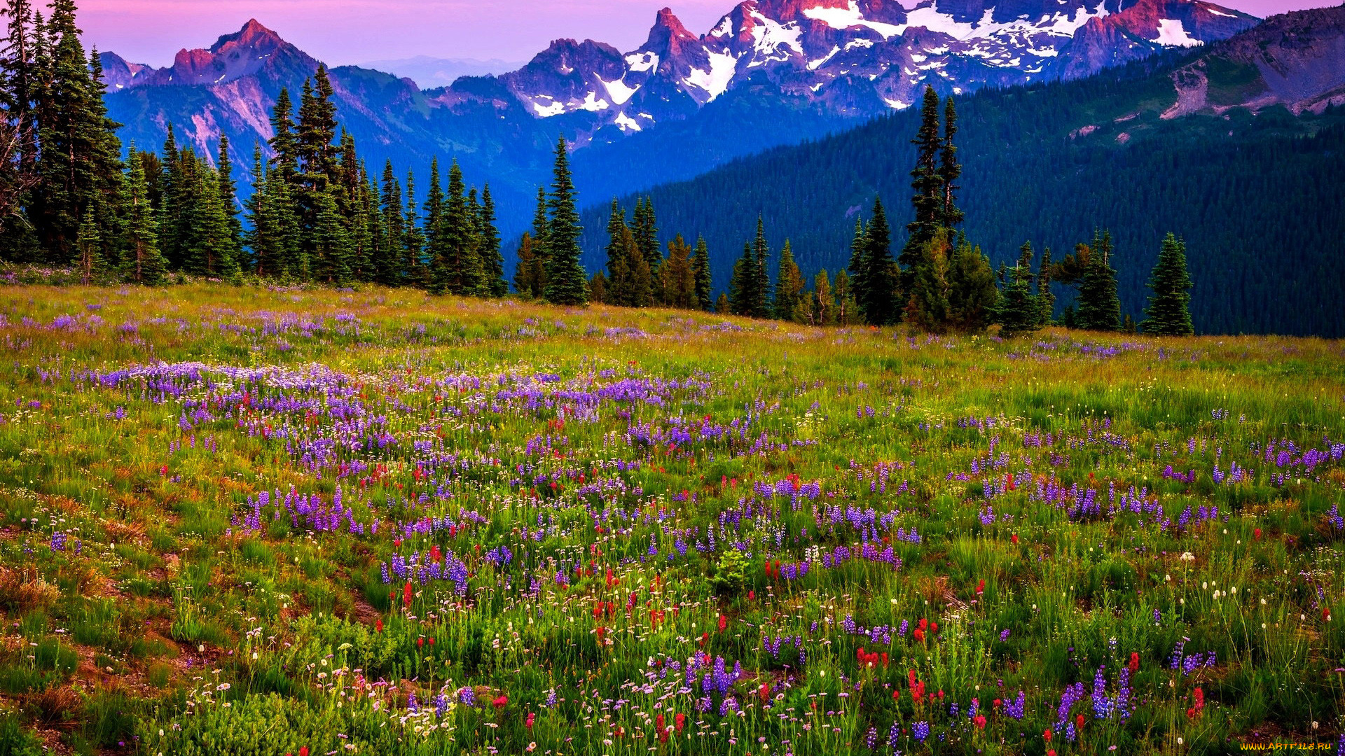 природа, луга, разнотравье, луг, лето