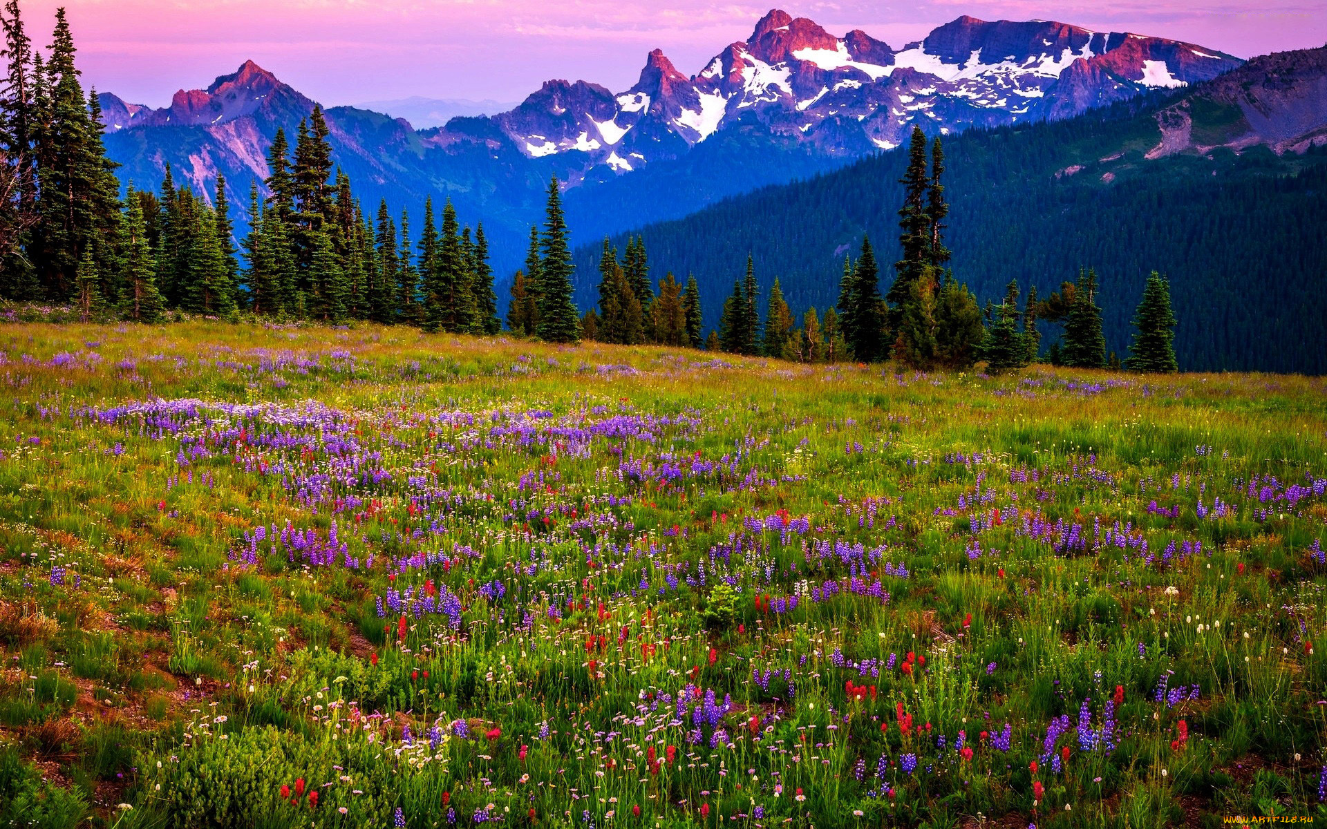 природа, луга, разнотравье, луг, лето