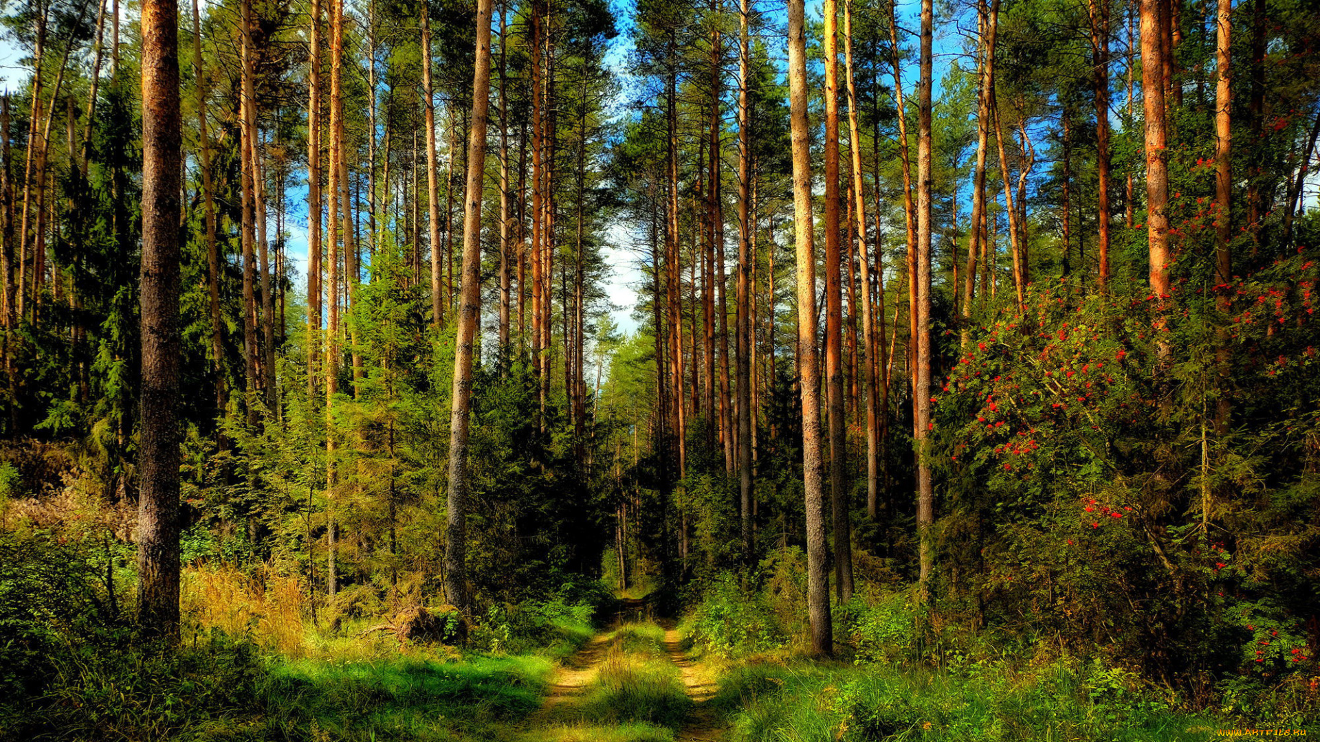 природа, лес, сосновый, тропинка