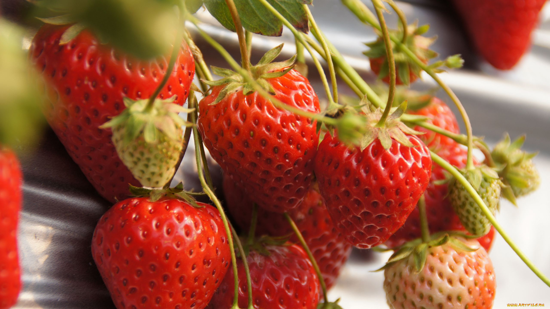 еда, клубника, , земляника, ягоды, ветка