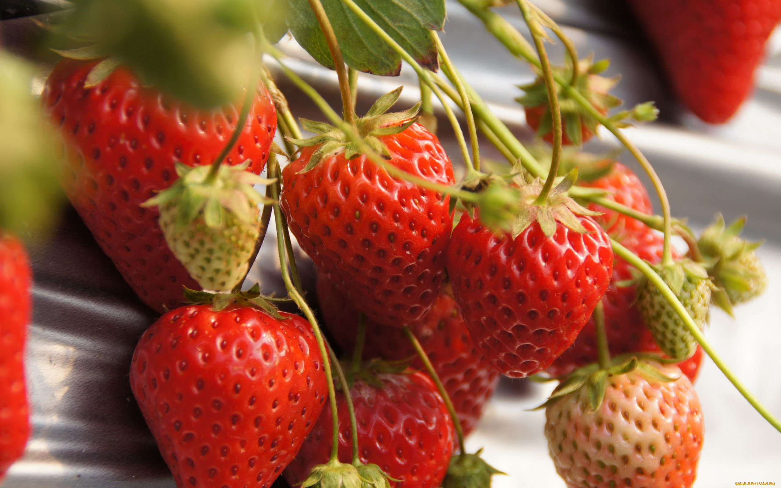 еда, клубника, , земляника, ягоды, ветка