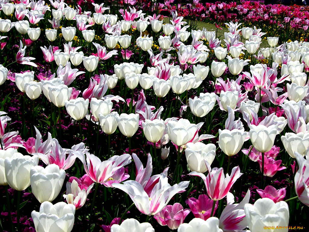 цветы, тюльпаны