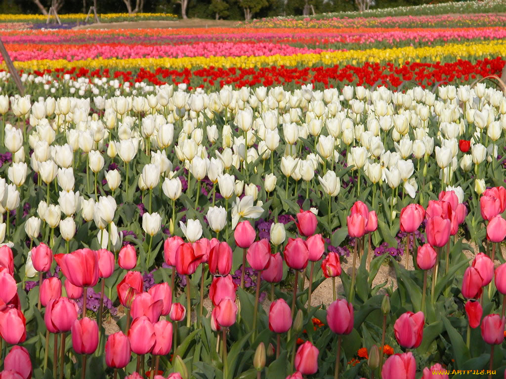 цветы, тюльпаны