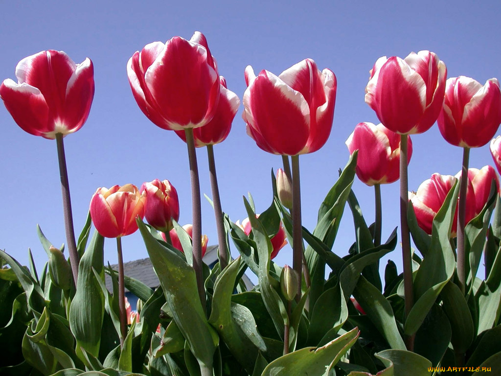 цветы, тюльпаны