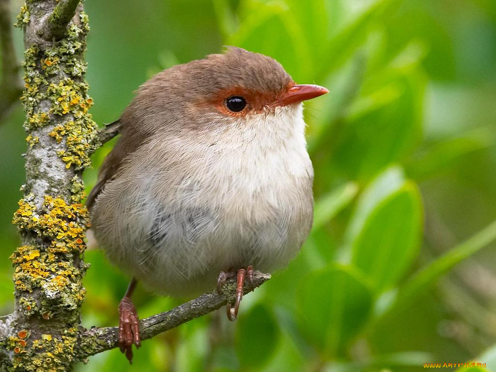 животные, птицы