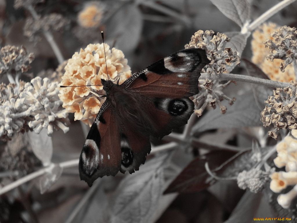 животные, бабочки