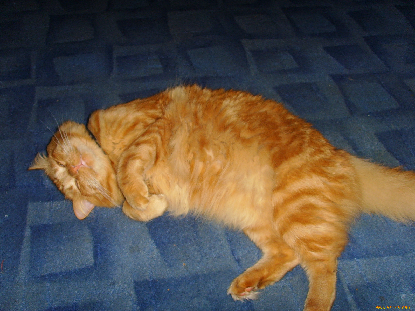 животные, коты