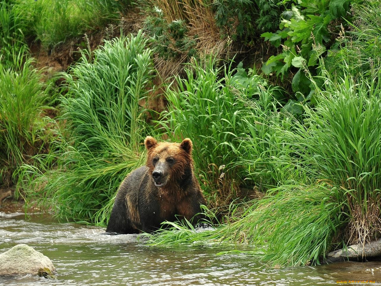 животные, медведи