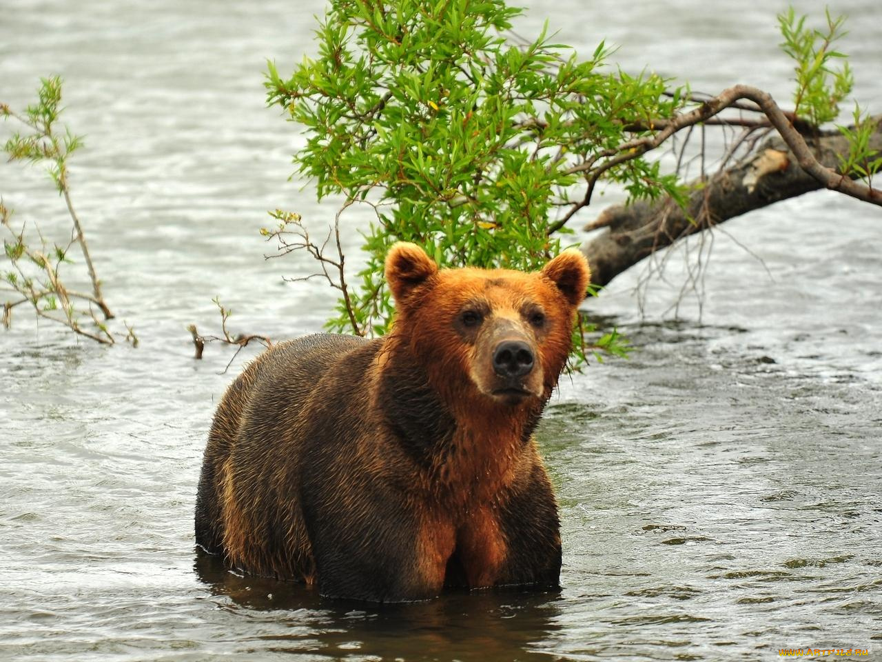 животные, медведи