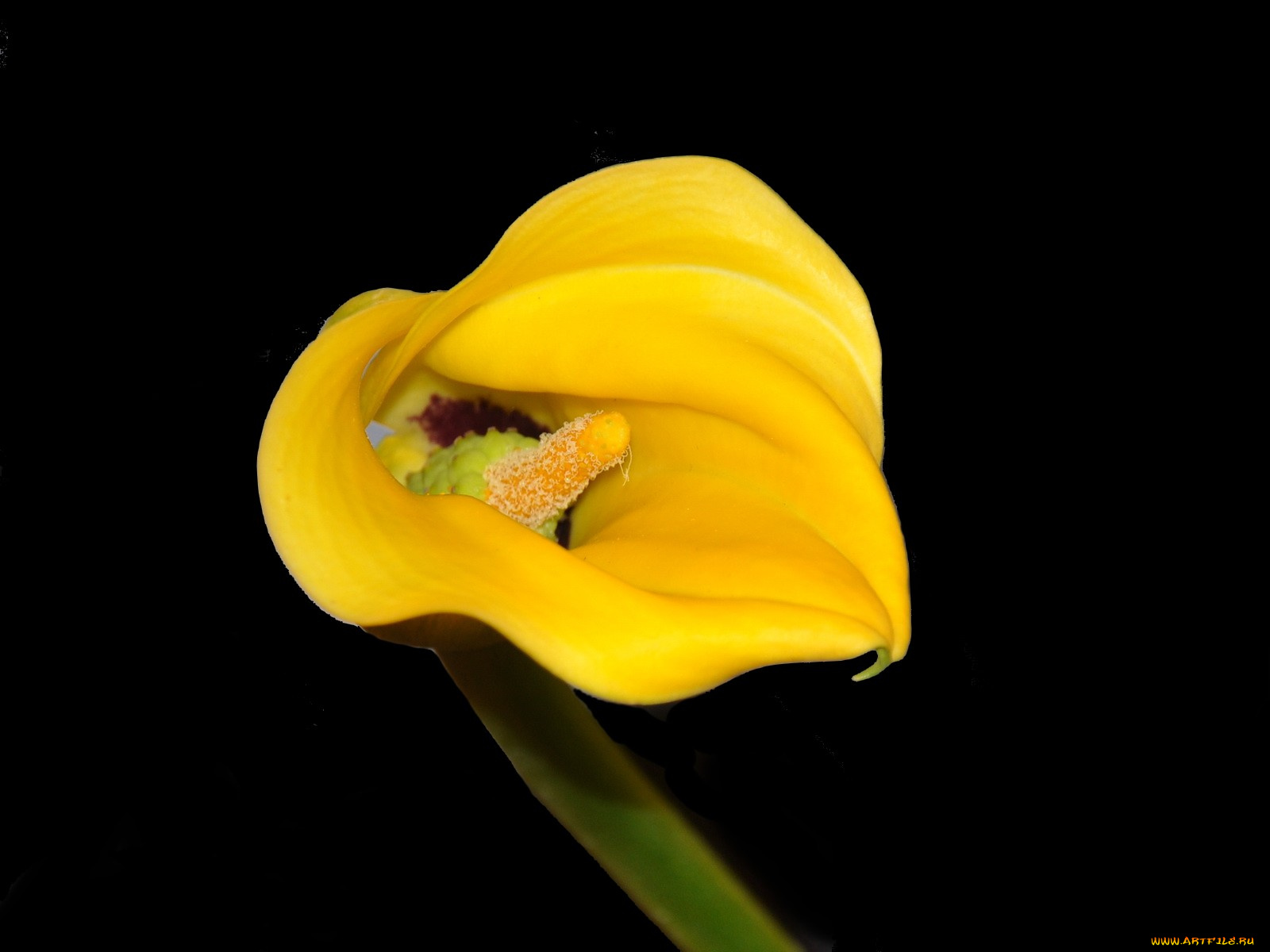 цветы, каллы