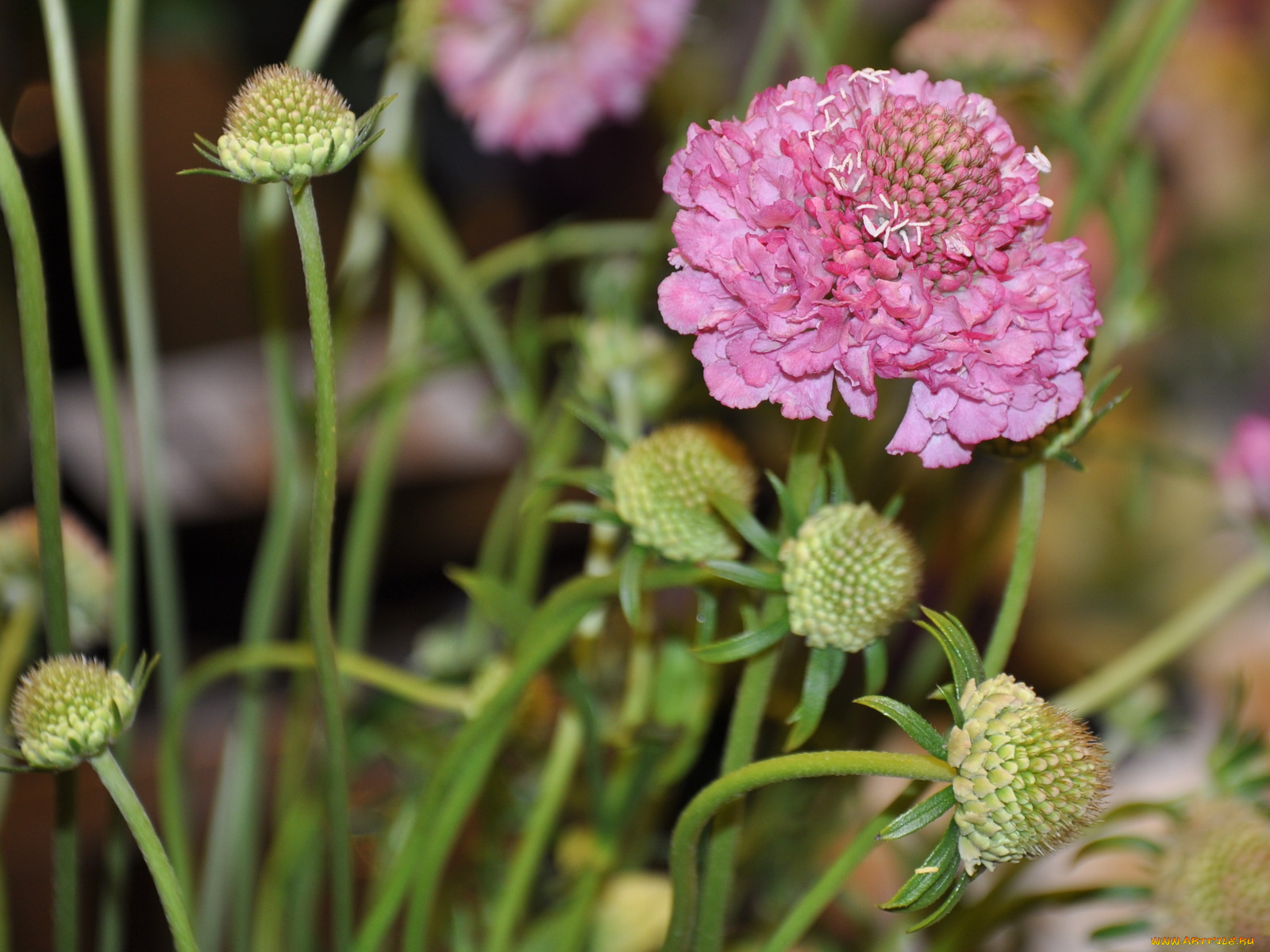 цветы, скабиоза