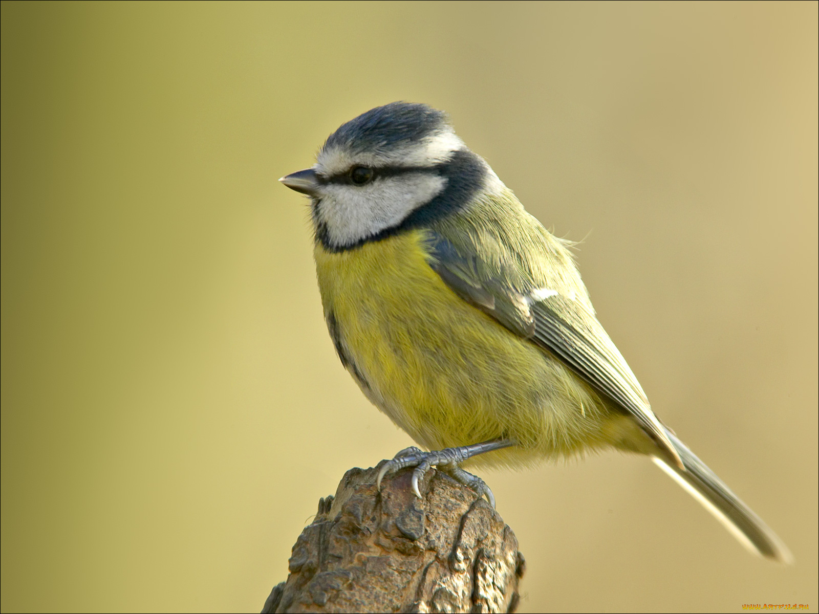 животные, синицы, лазоревки