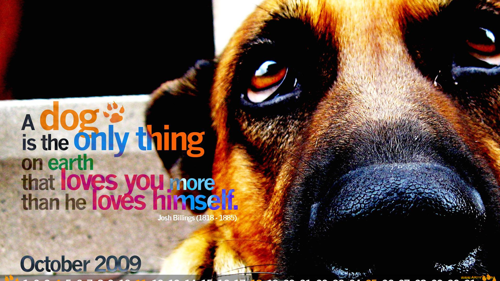 календари, животные