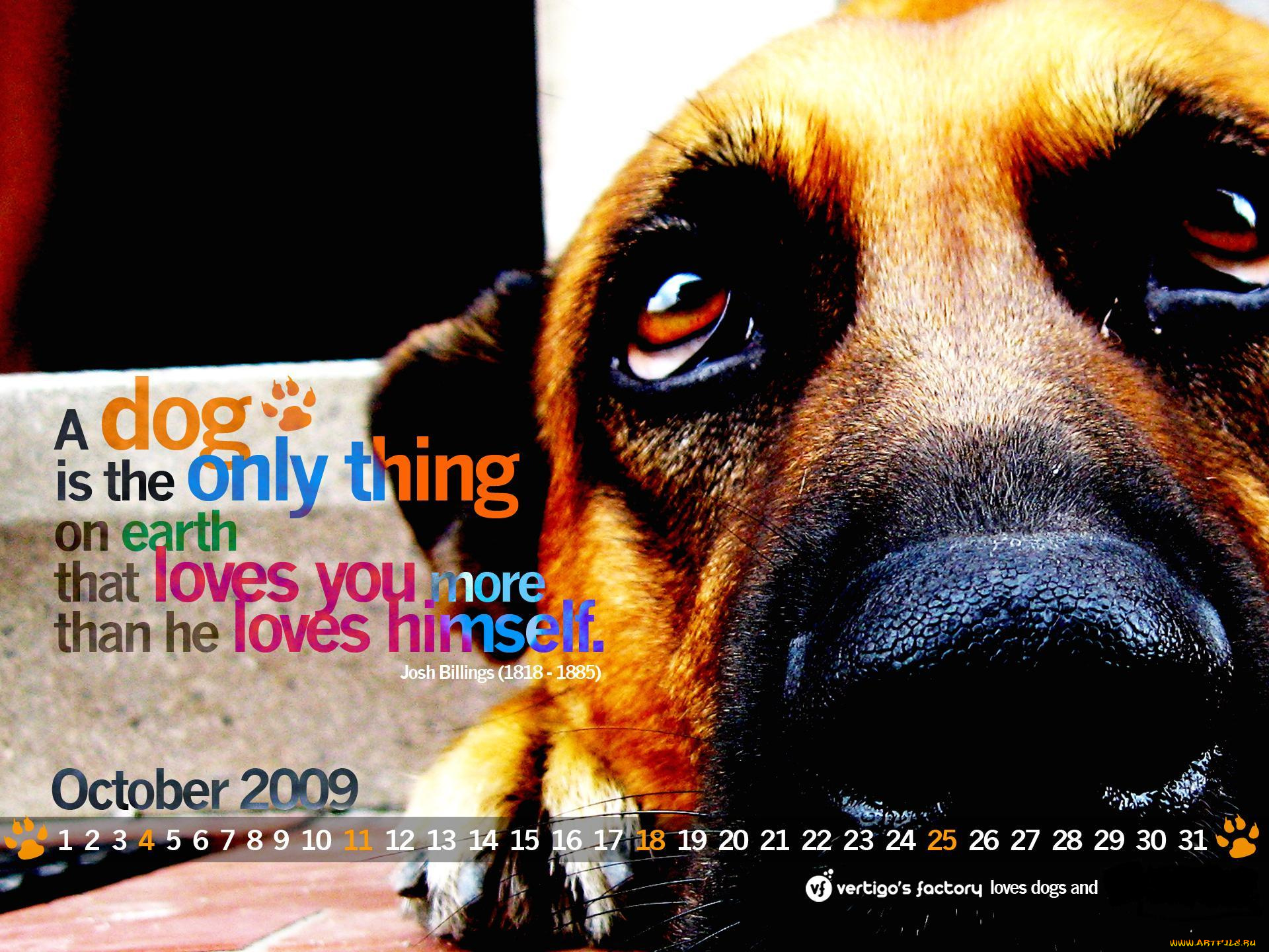 календари, животные