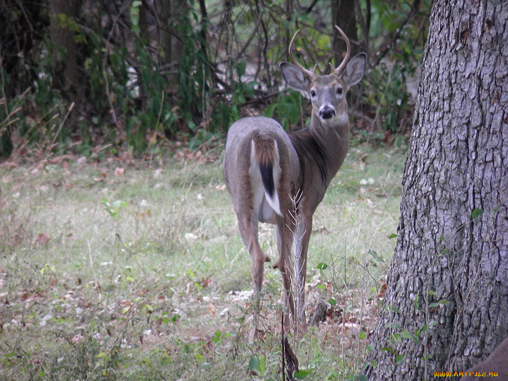 животные, олени