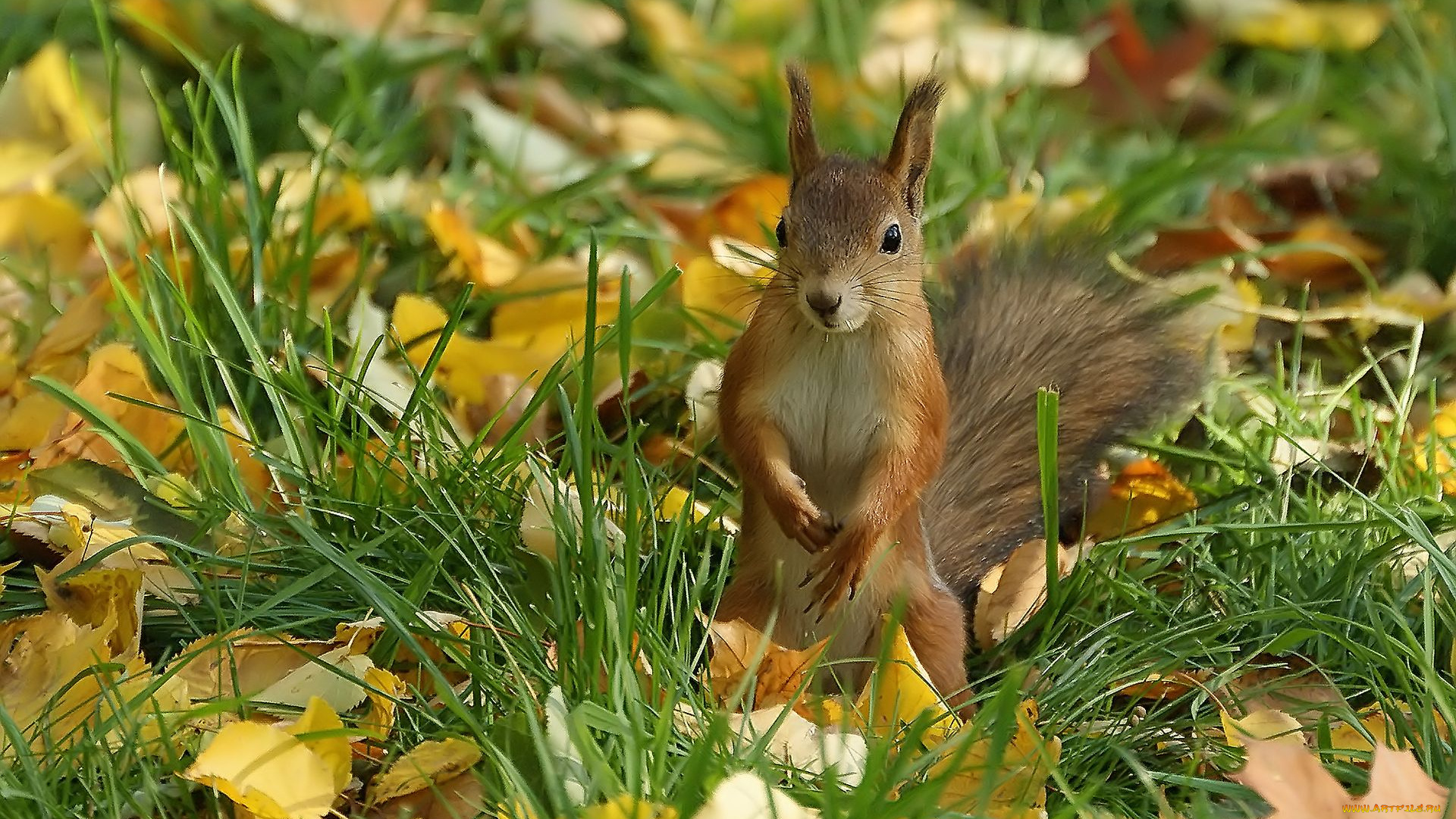 авт, memoria, животные, белки