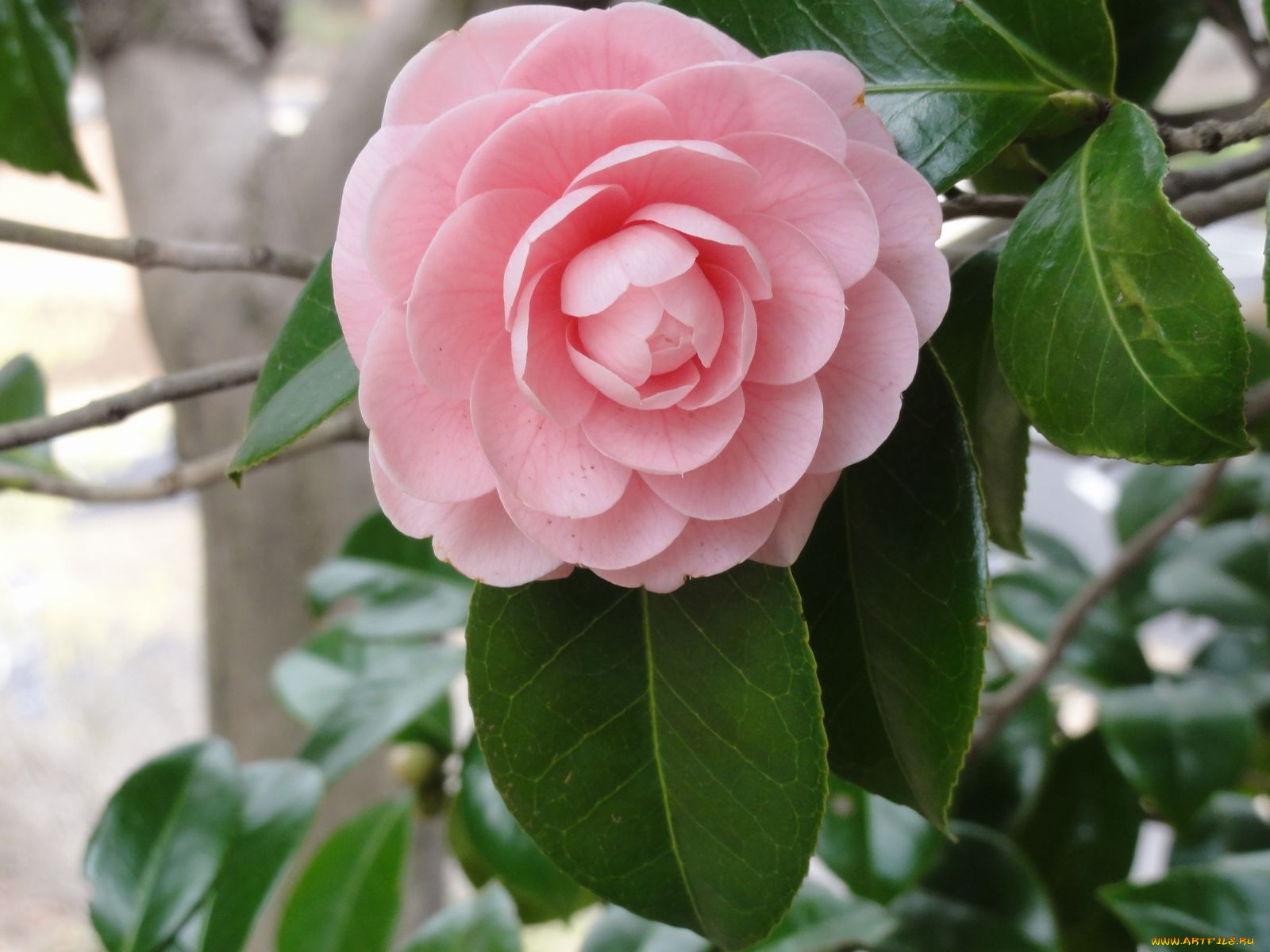 цветы, камелии, листья, ветка, камелия