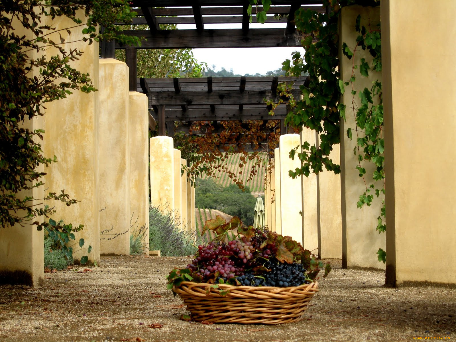 еда, виноград, корзина