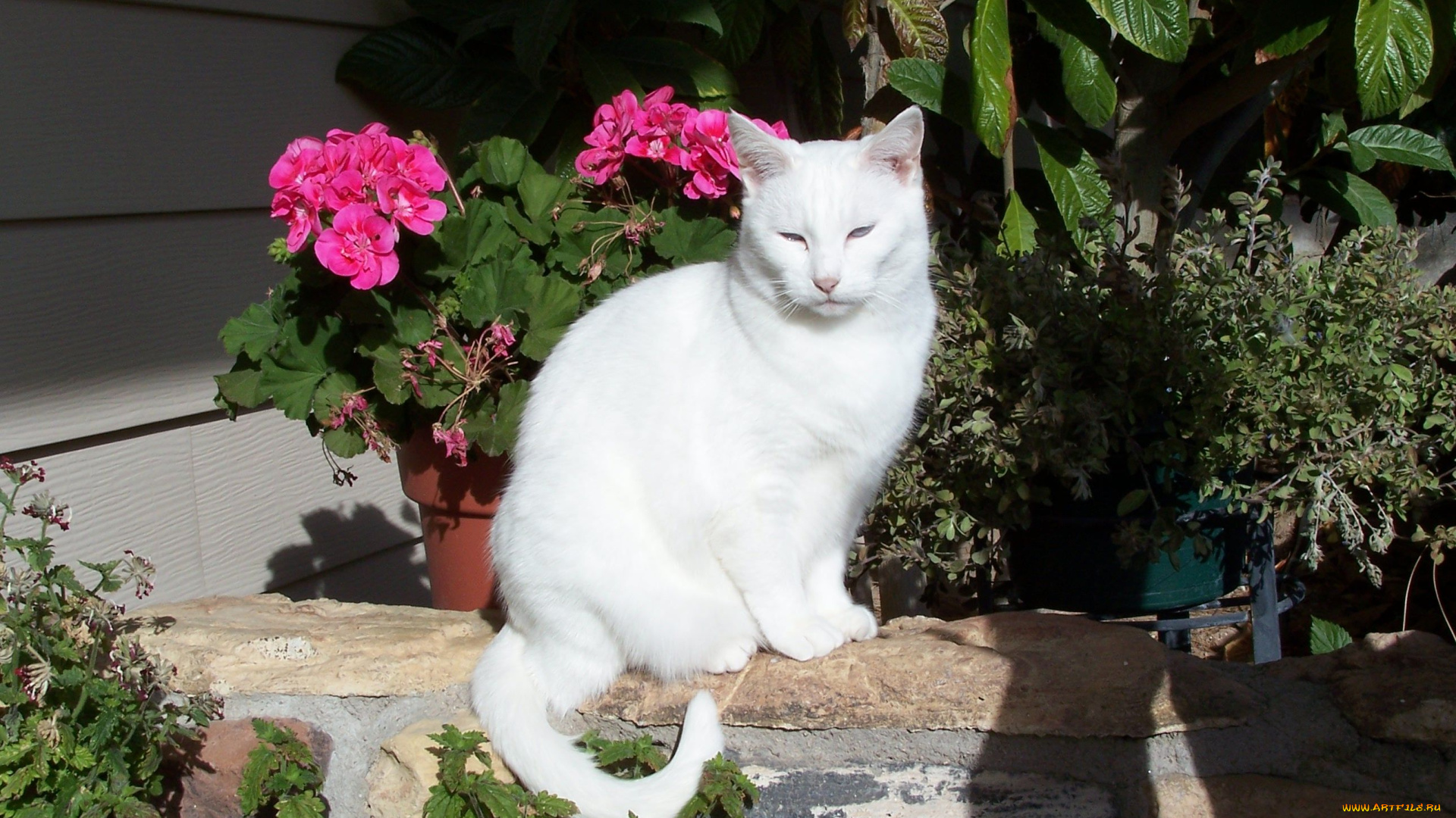 животные, коты, белая, кошка, герань