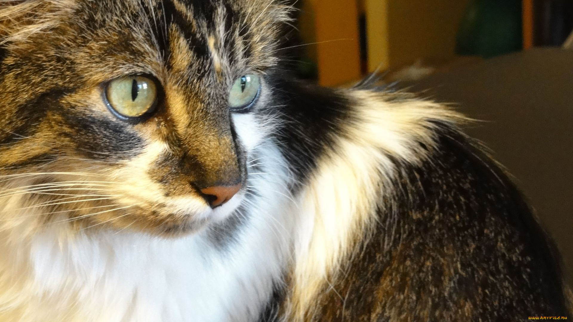 животные, коты, глаза