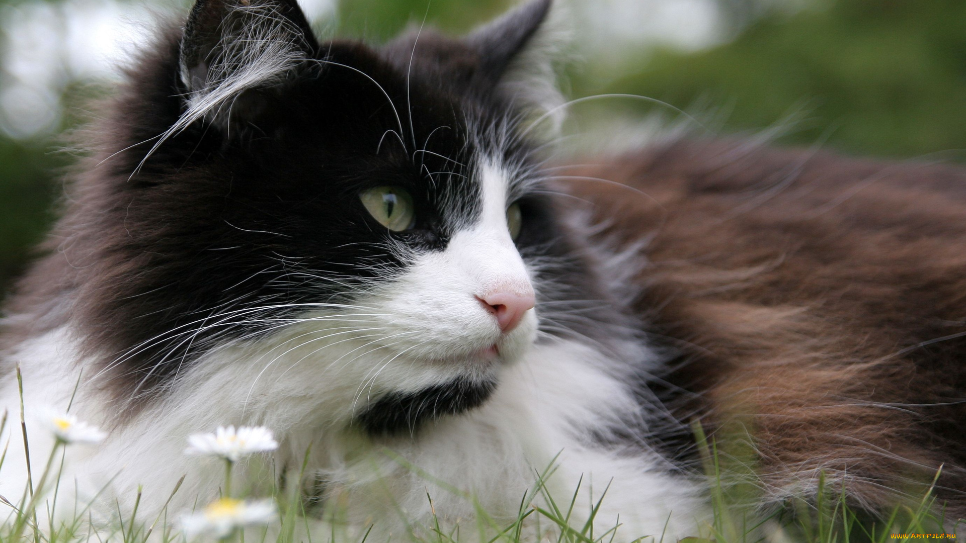 животные, коты, розовый, нос