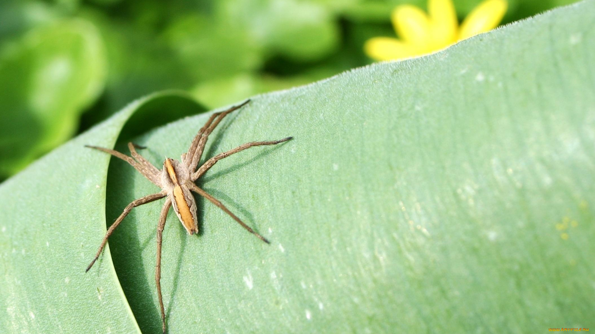 животные, пауки, зелёный