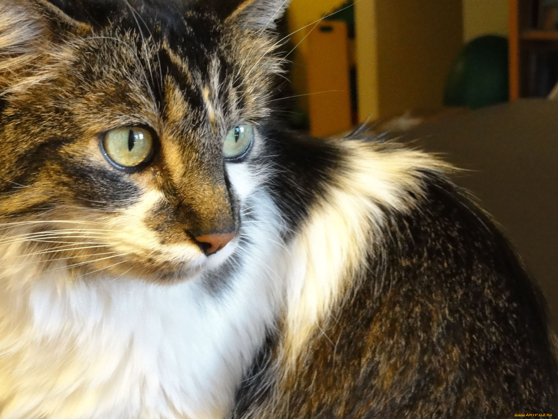 животные, коты, глаза