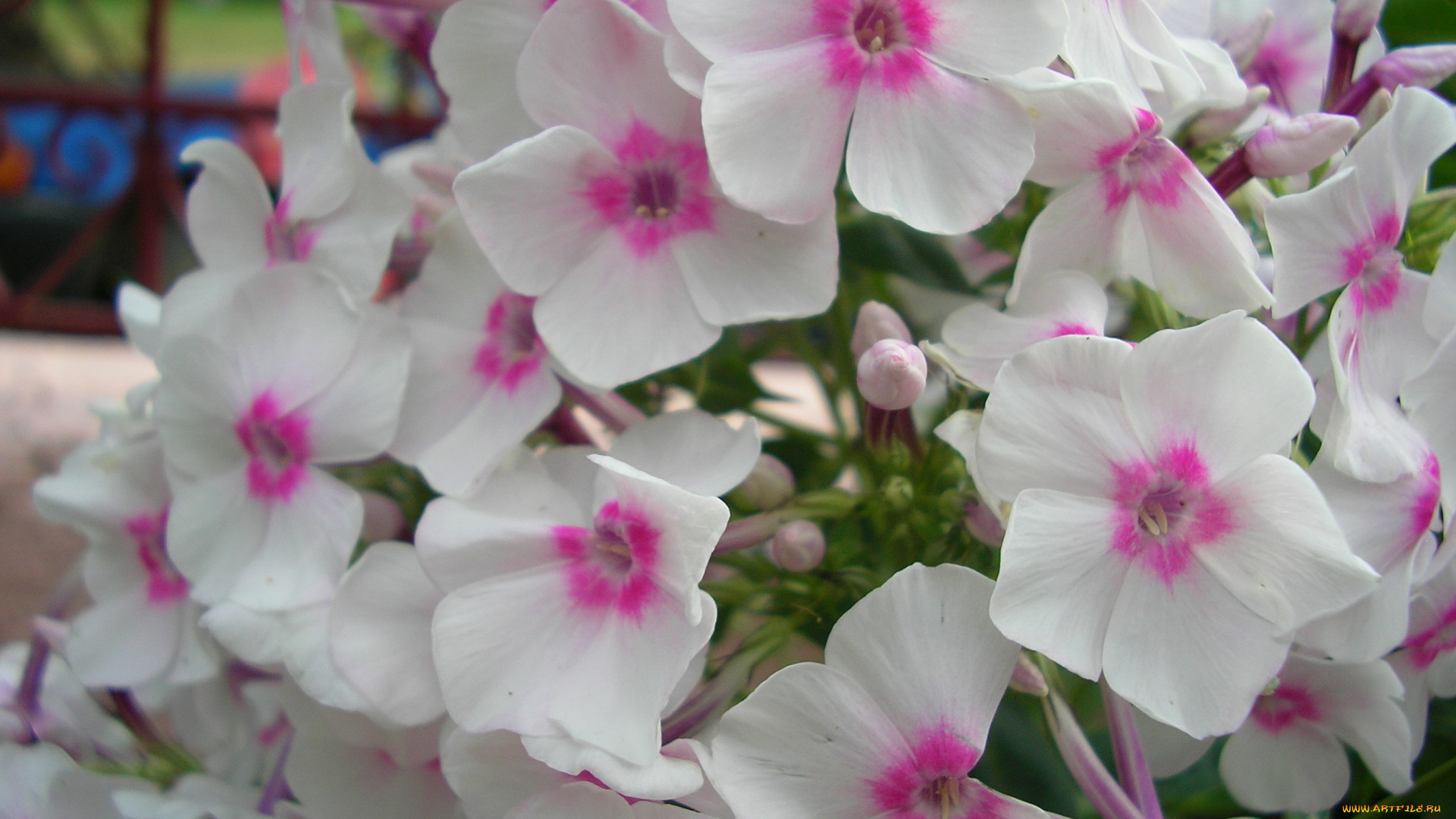 цветы, флоксы, нежность