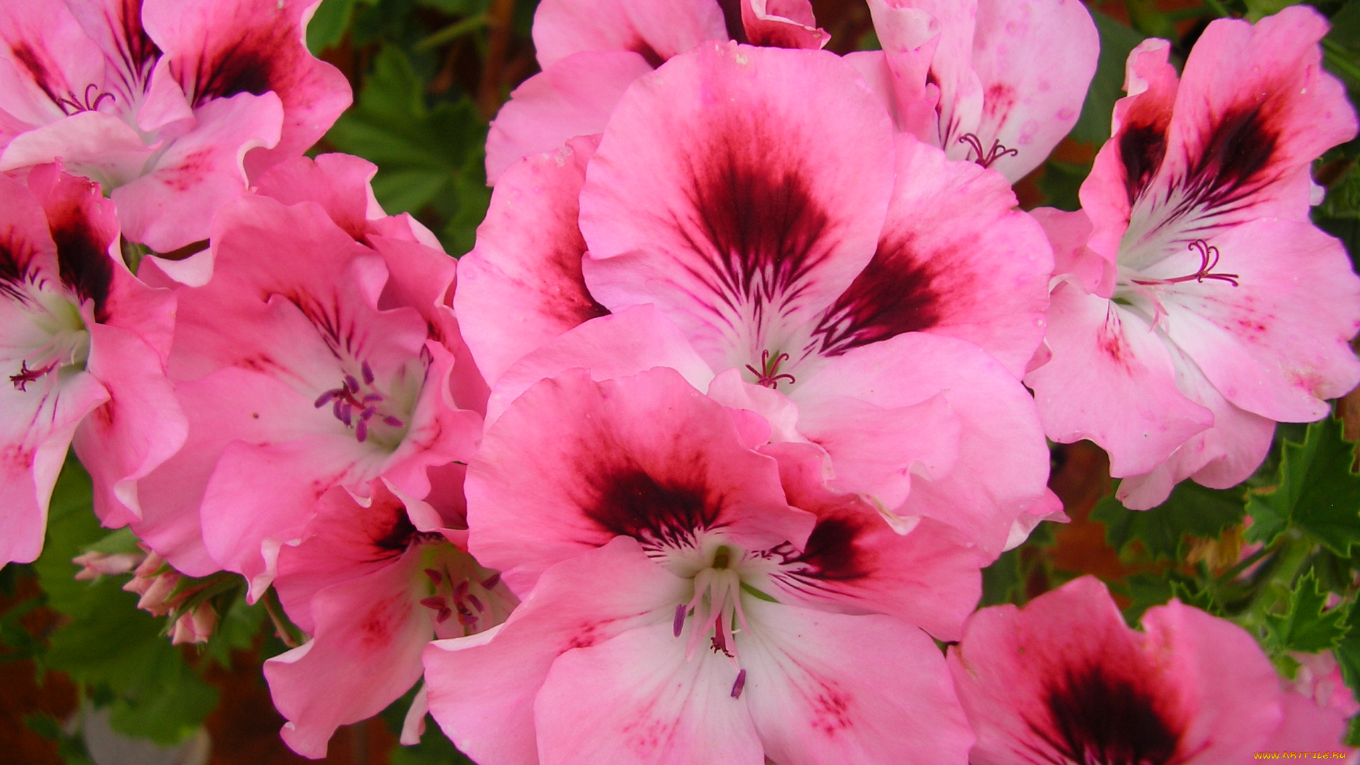 цветы, герань, нежность