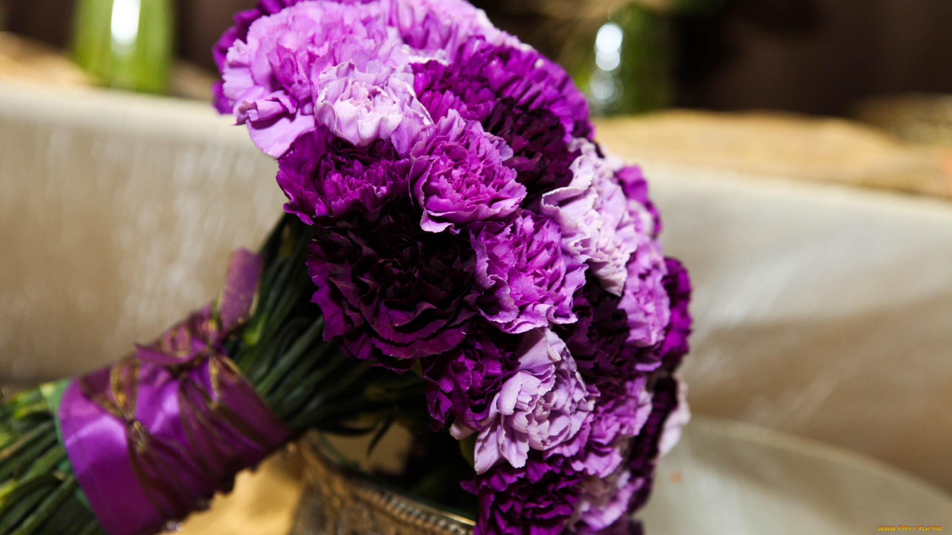 цветы, гвоздики, сиреневый