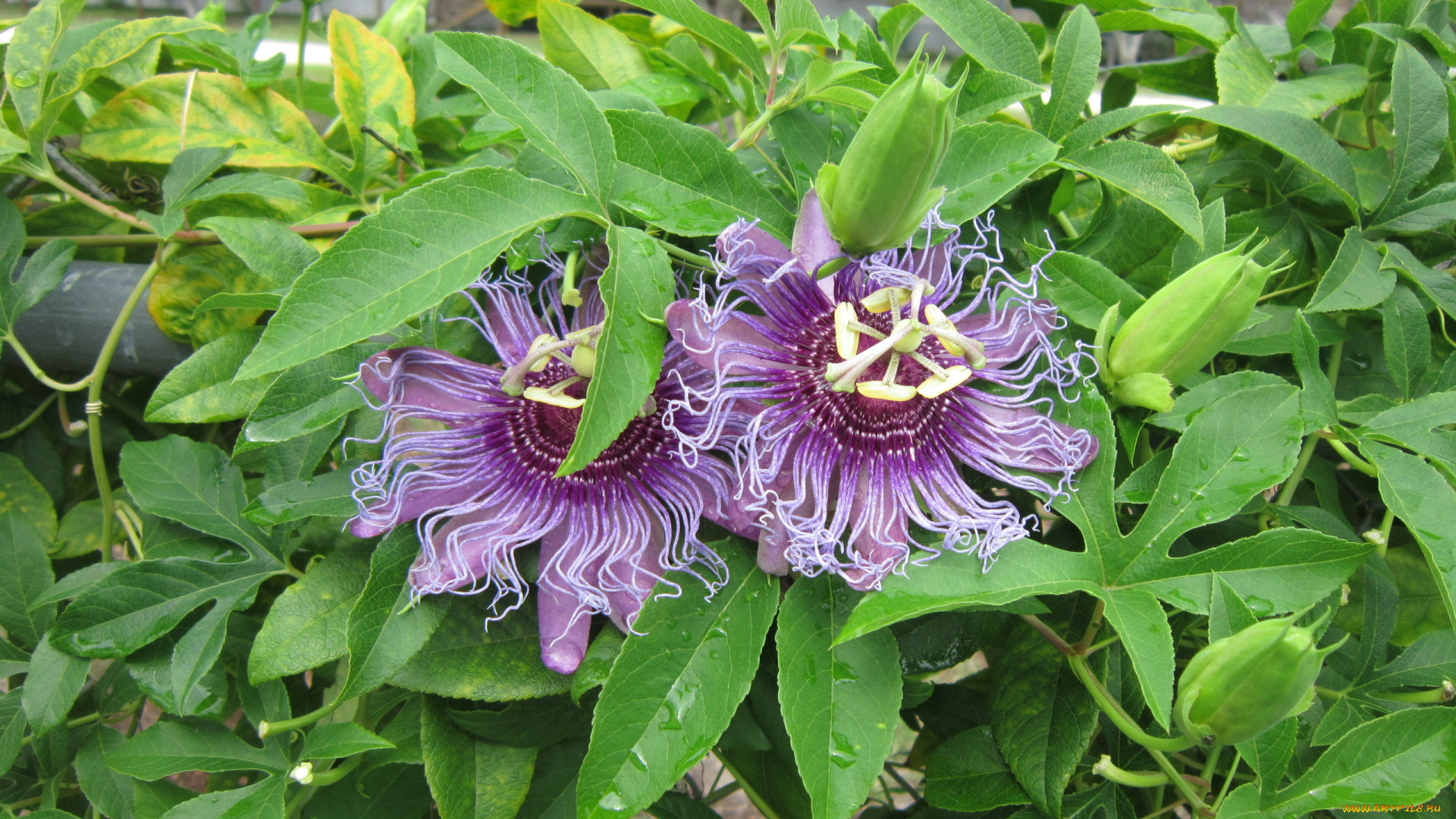 цветы, пассифлора, экзотика