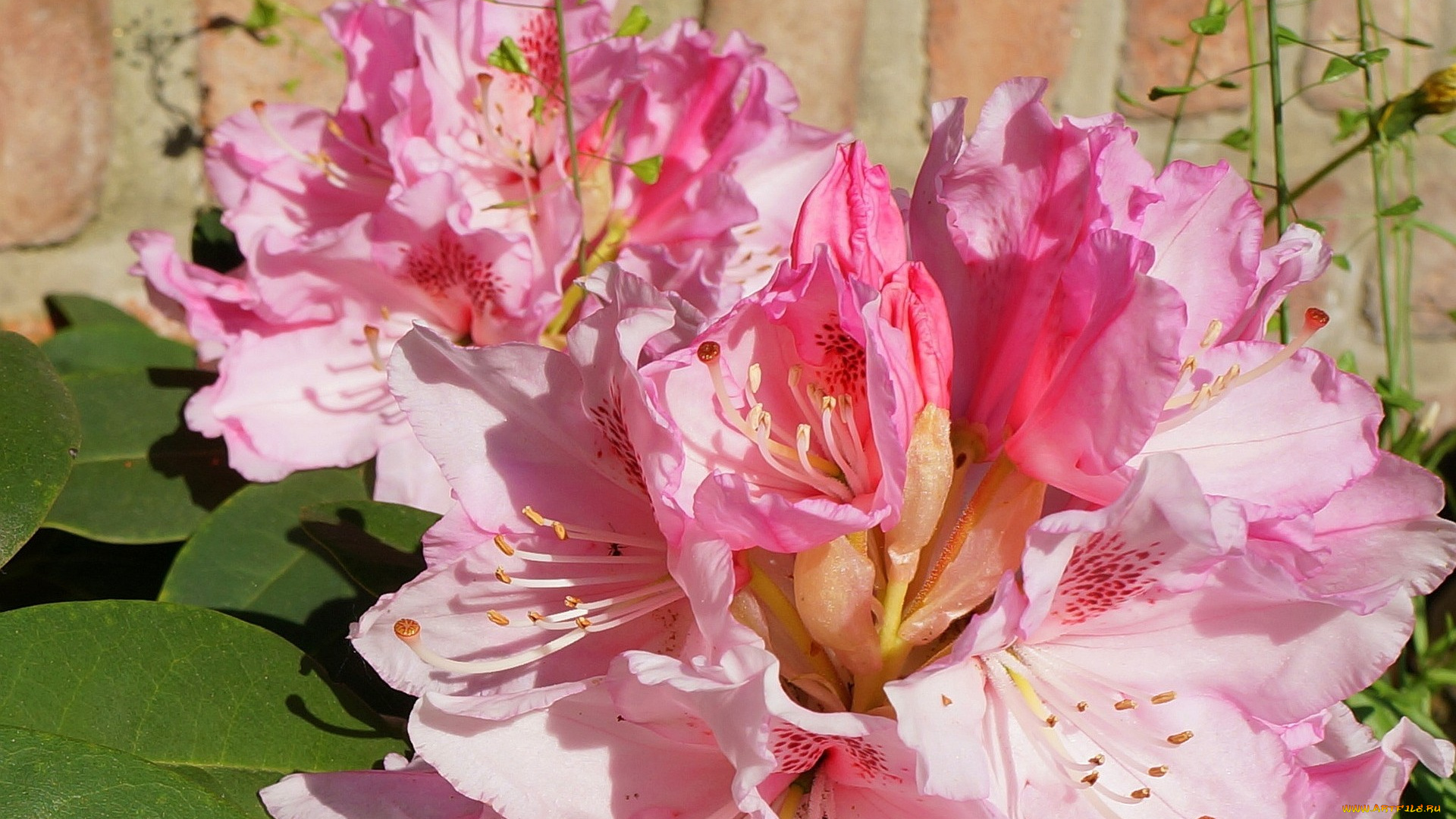 цветы, рододендроны, азалии, макро