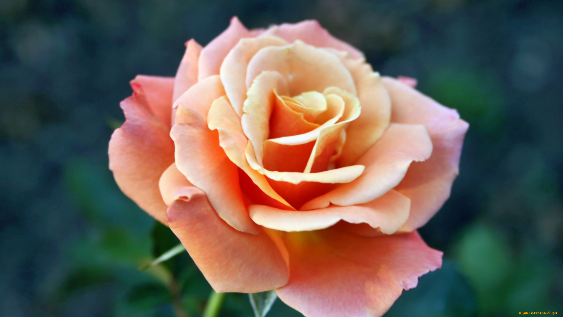 цветы, розы, бутон, роза, лепестки