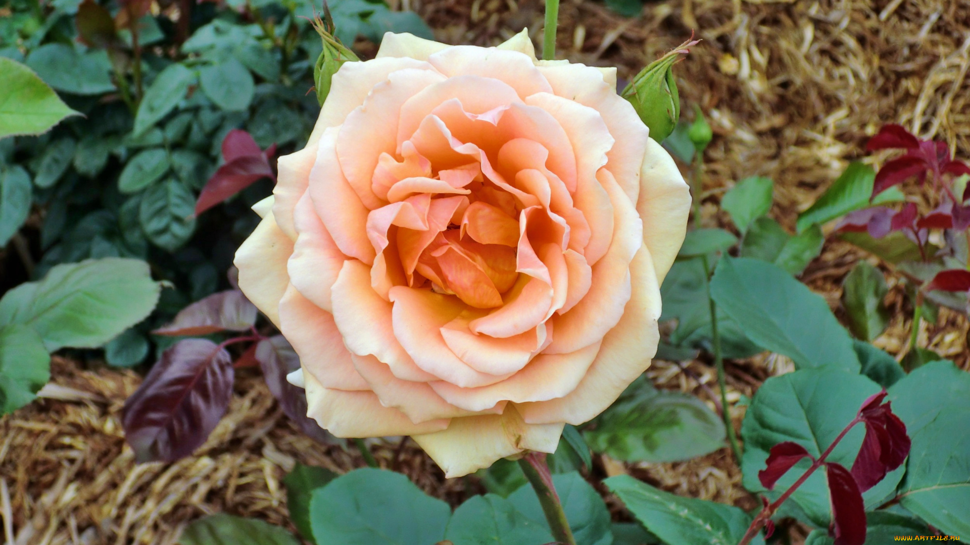 цветы, розы, лепестки, бутон, роза