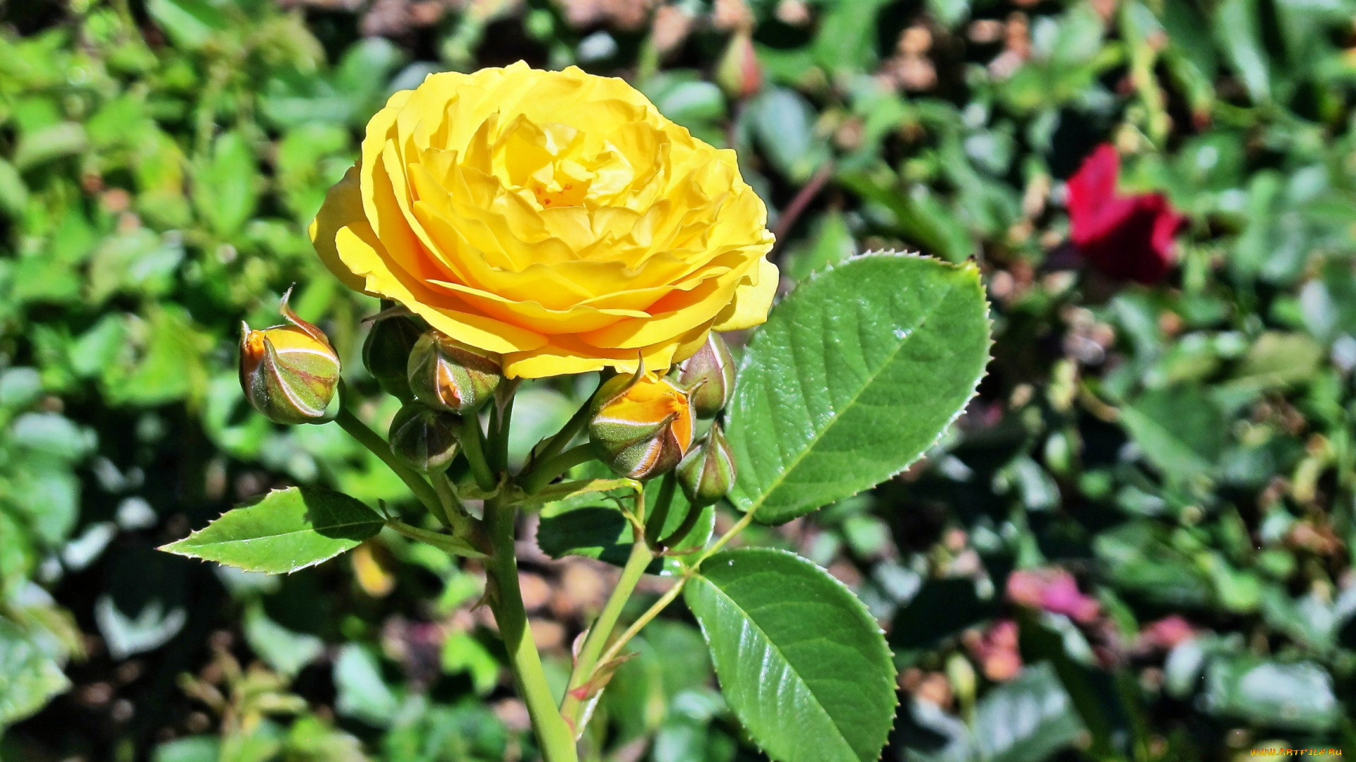 цветы, розы, лепестки, бутон, роза