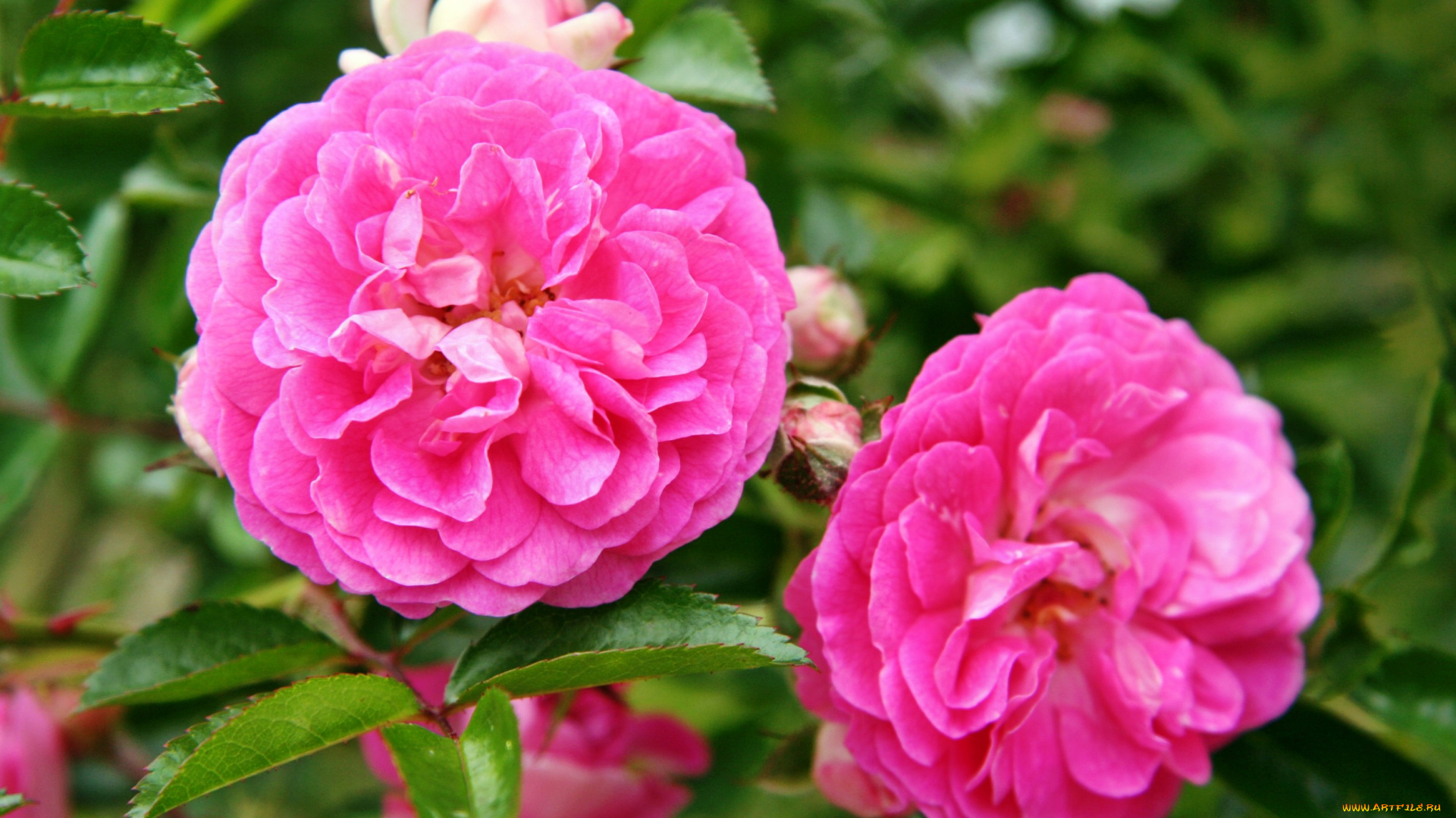 цветы, розы, лепестки, роза, бутон