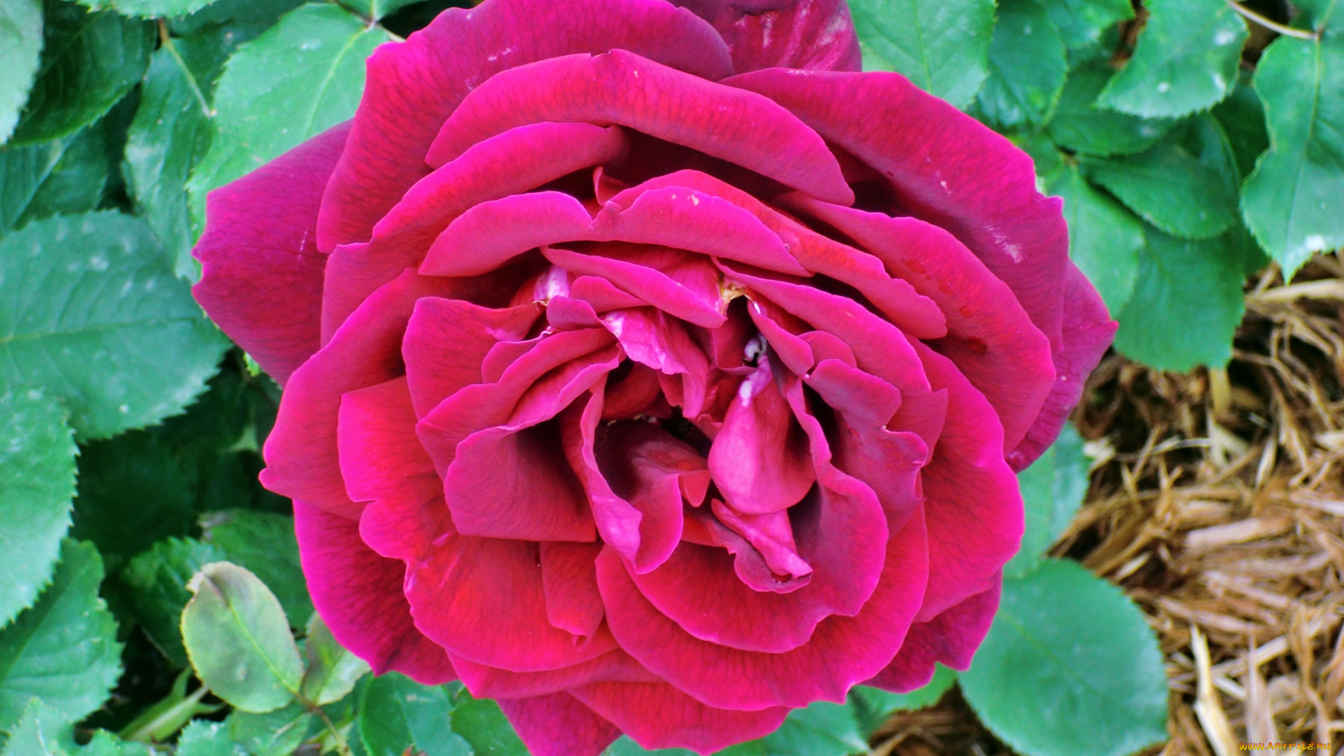 цветы, розы, лепестки, роза, бутон