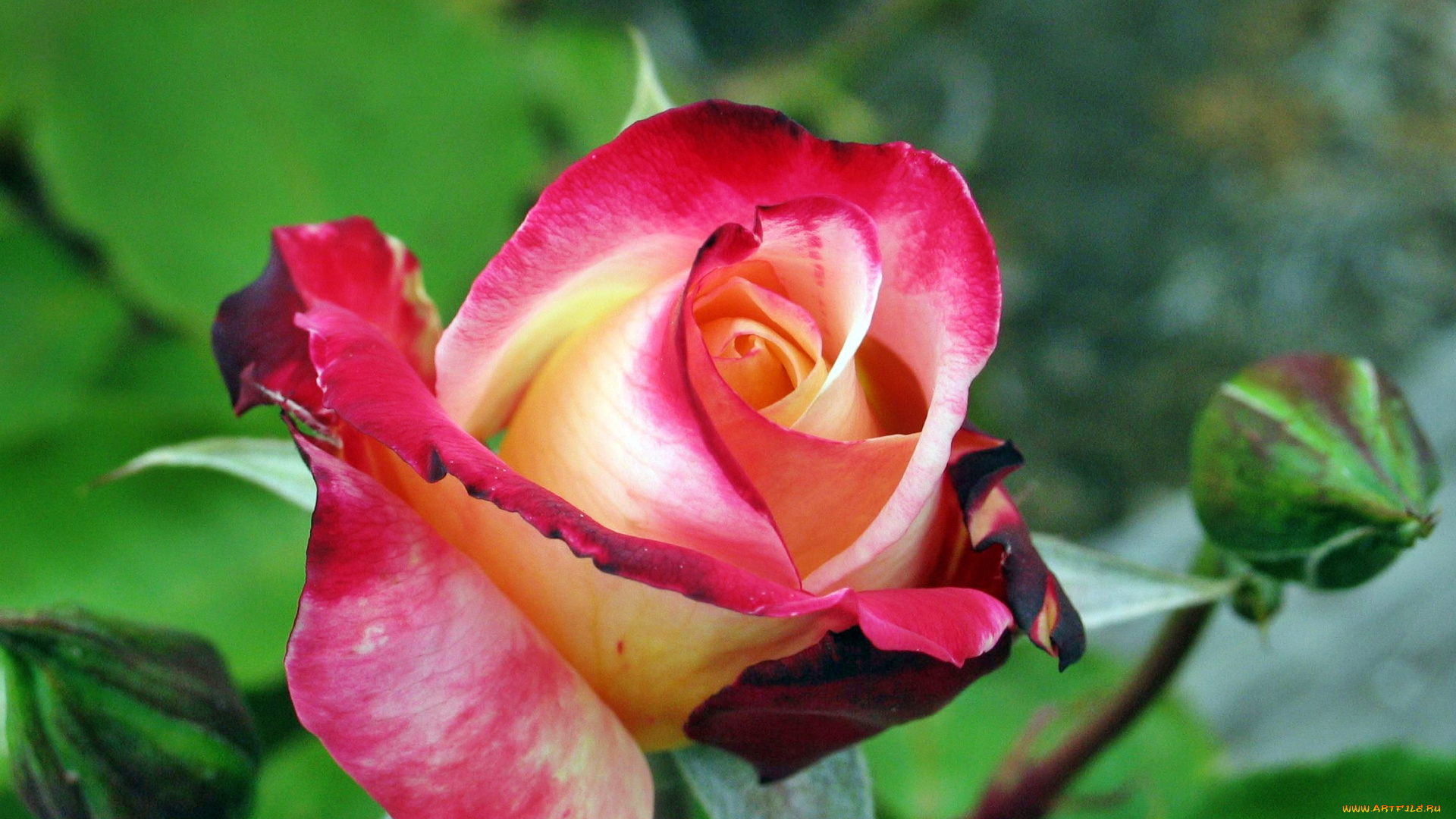 цветы, розы, лепестки, роза, бутон