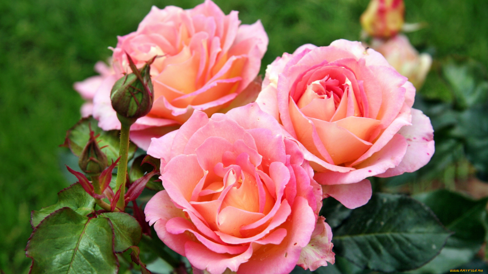 цветы, розы, лепестки, роза, бутон