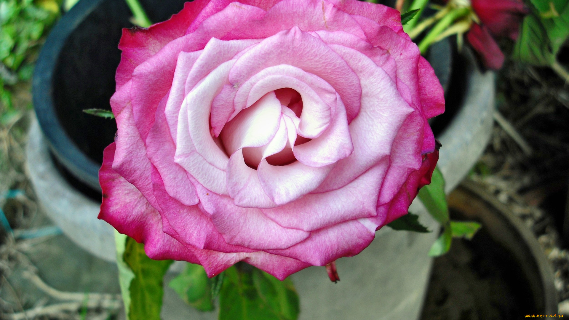 цветы, розы, роза, бутон, лепестки