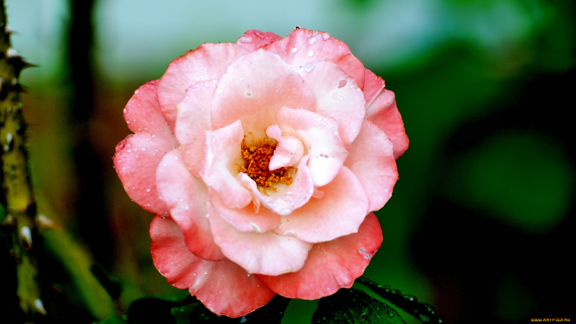 цветы, розы, роза, бутон, лепестки