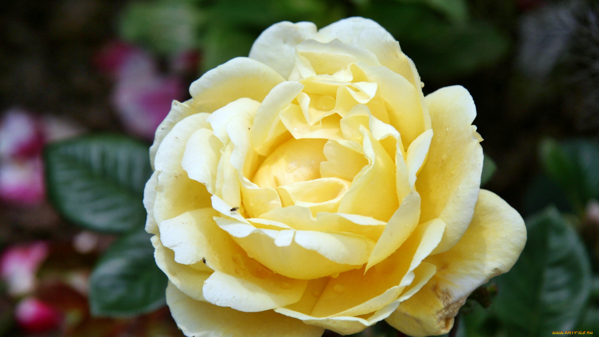 цветы, розы, роза, бутон, лепестки