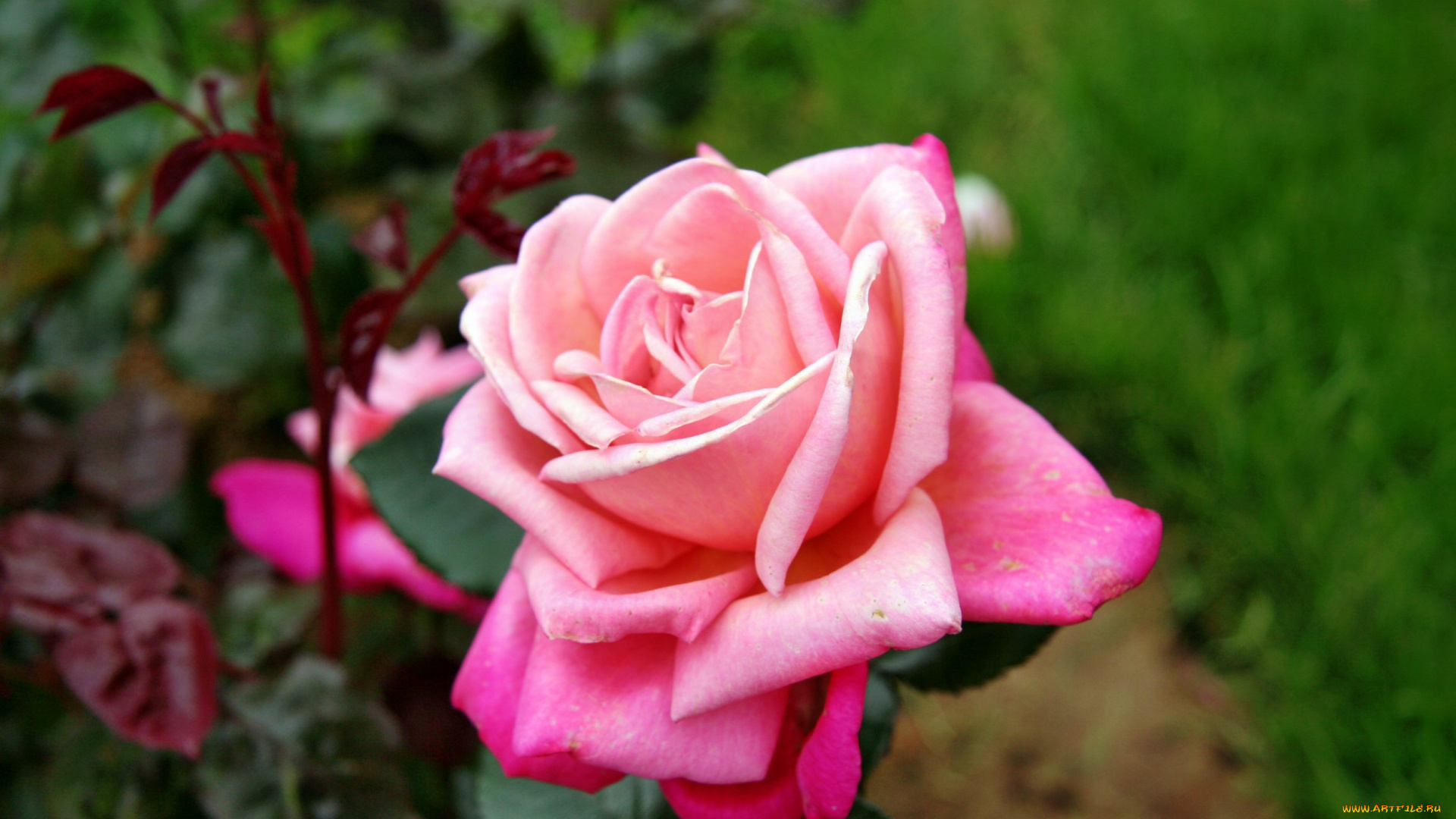 цветы, розы, роза, бутон, лепестки